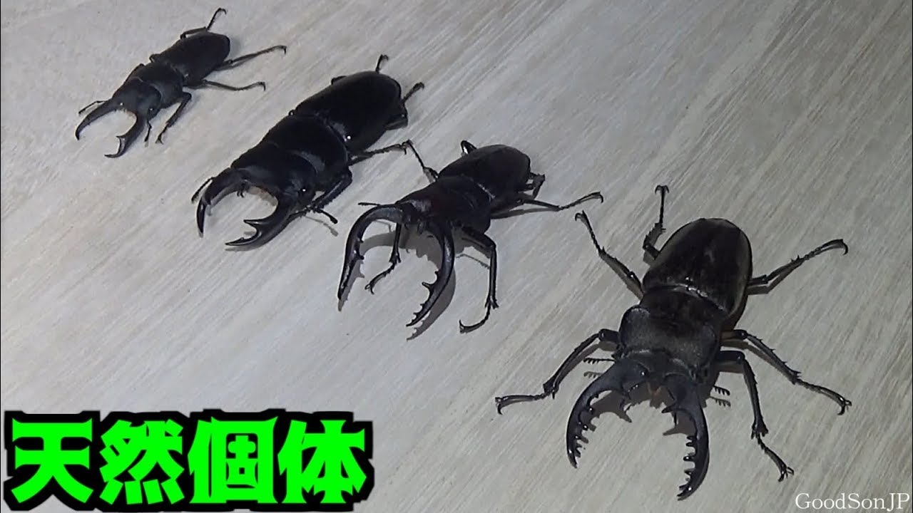 最高に楽しかった昆虫採集【昆虫採集・カブトムシ・クワガタ】 - YouTube
