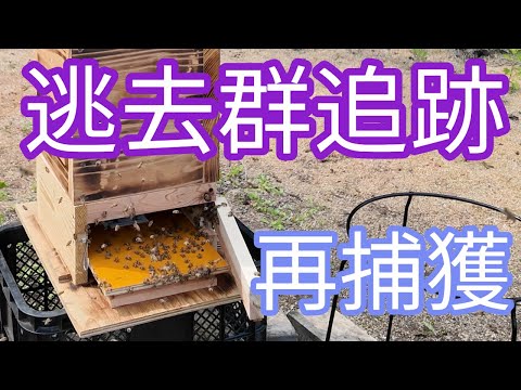 ニホンミツバチ】夏分蜂1群目逃去！ 追跡そして再捕獲 違う素材の箱に