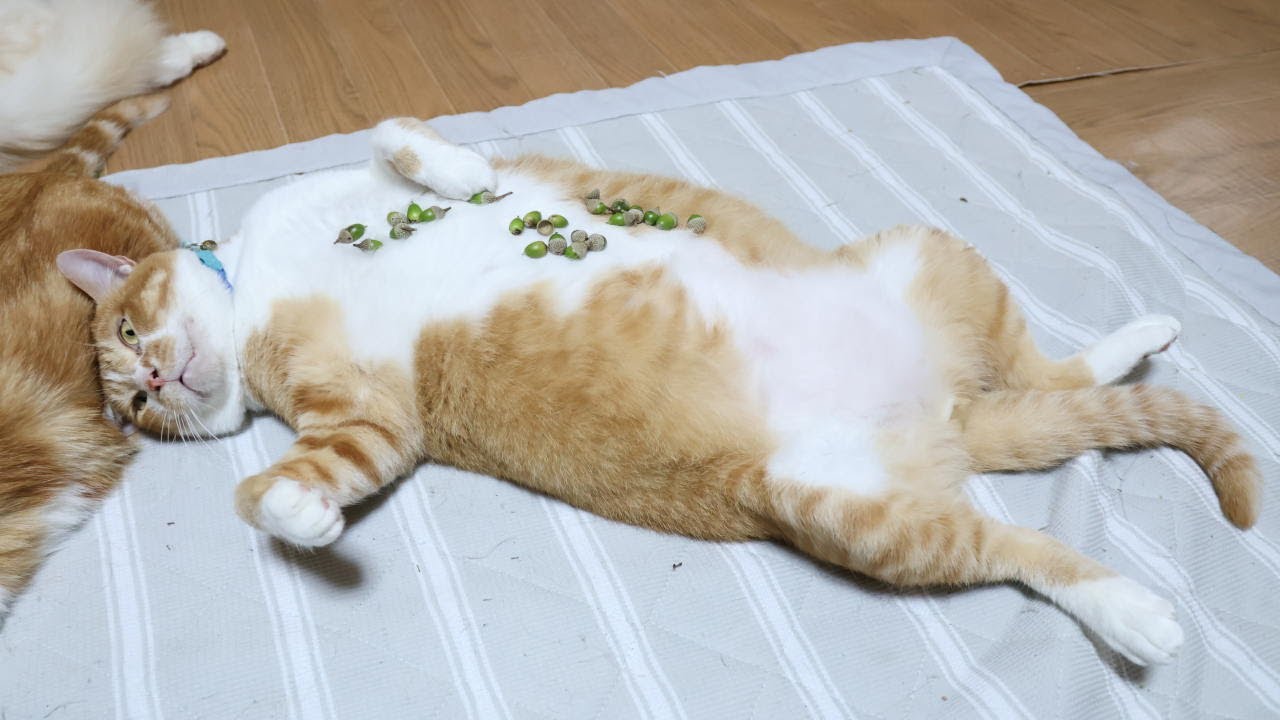 どんぐり のせ猫 251003 - YouTube