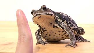 This is what happens to a toad who is captured by a dangerous