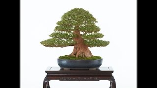 第90回国風盆栽展（前期） 東京都美術館 - YouTube