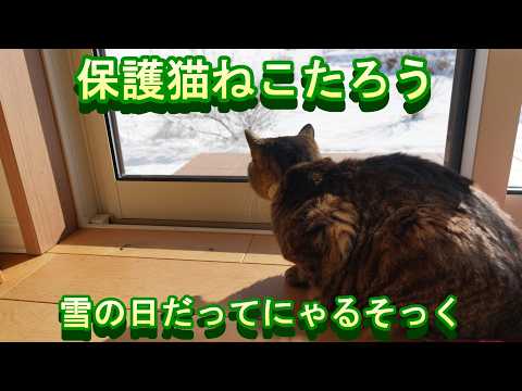 保護猫ねこたろうチャンネル - YouTube