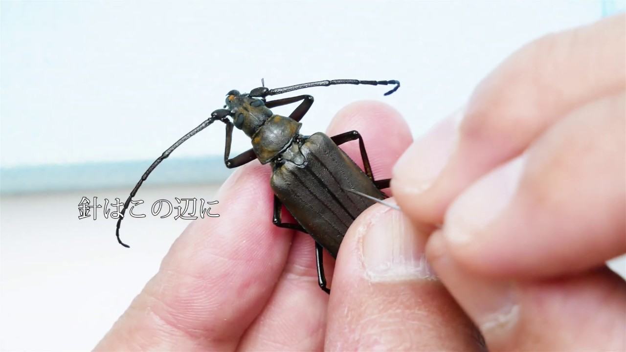 甲虫目（鞘翅目）/昆虫標本】ゴマダラカミキリ♂、ウスバカミキリ♀の