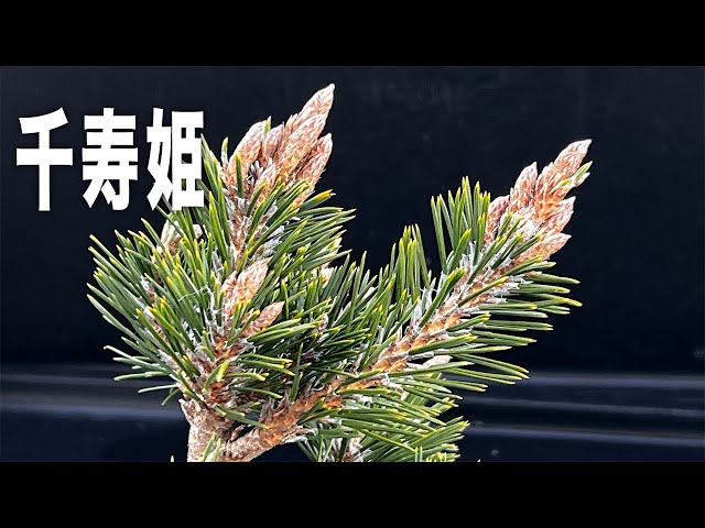 放置している千寿姫の確認 #盆栽 #bonsai - YouTube