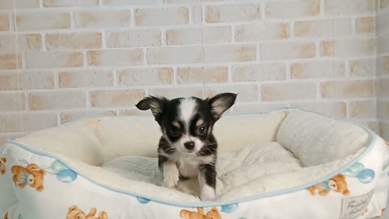 750213 チワワ（ロングコート） - YouTube