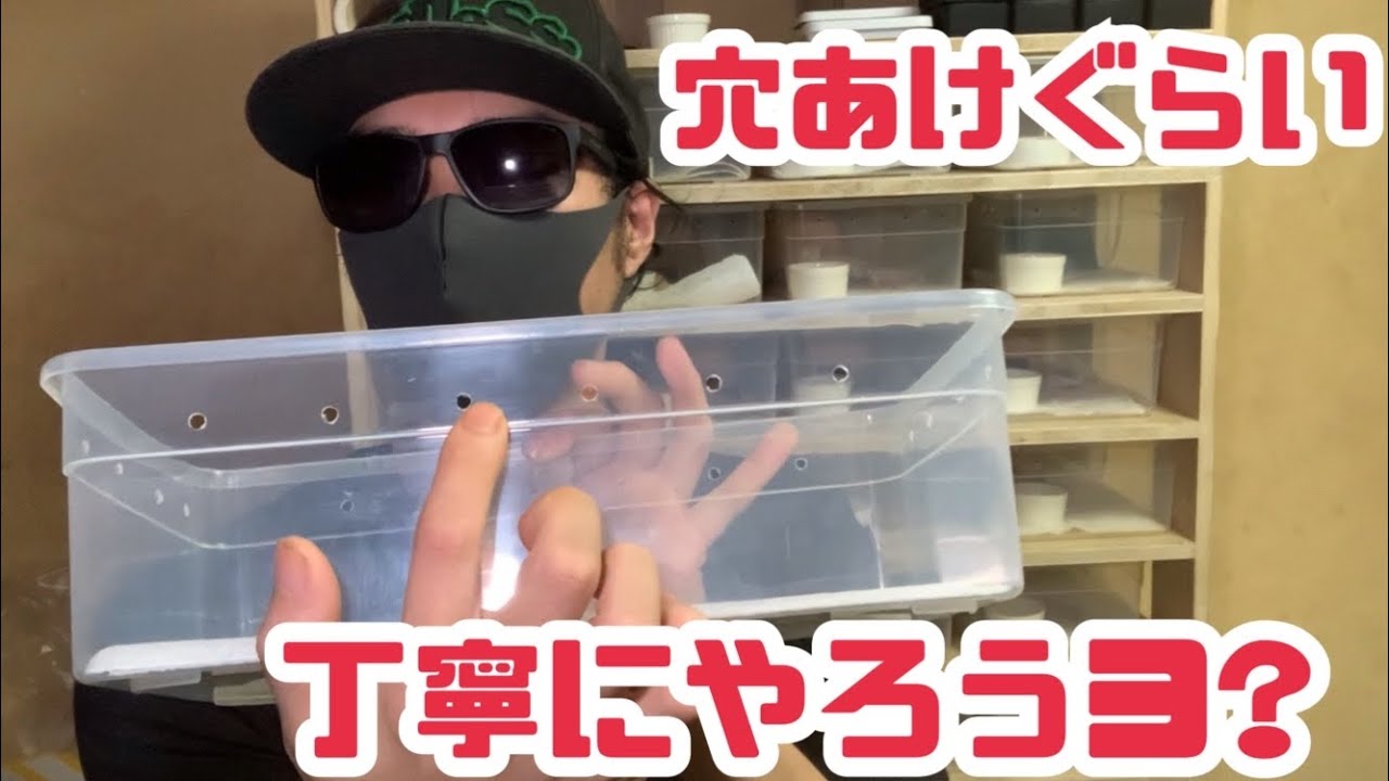 飼育ケース】DAISOシューズケースで爬虫類飼育。#joereptiles - YouTube