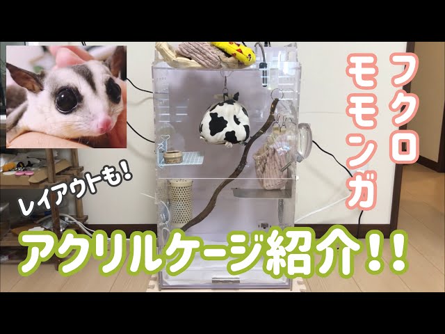 アクリルルーム390high】フクロモモンガのアクリルケージ紹介！使っ