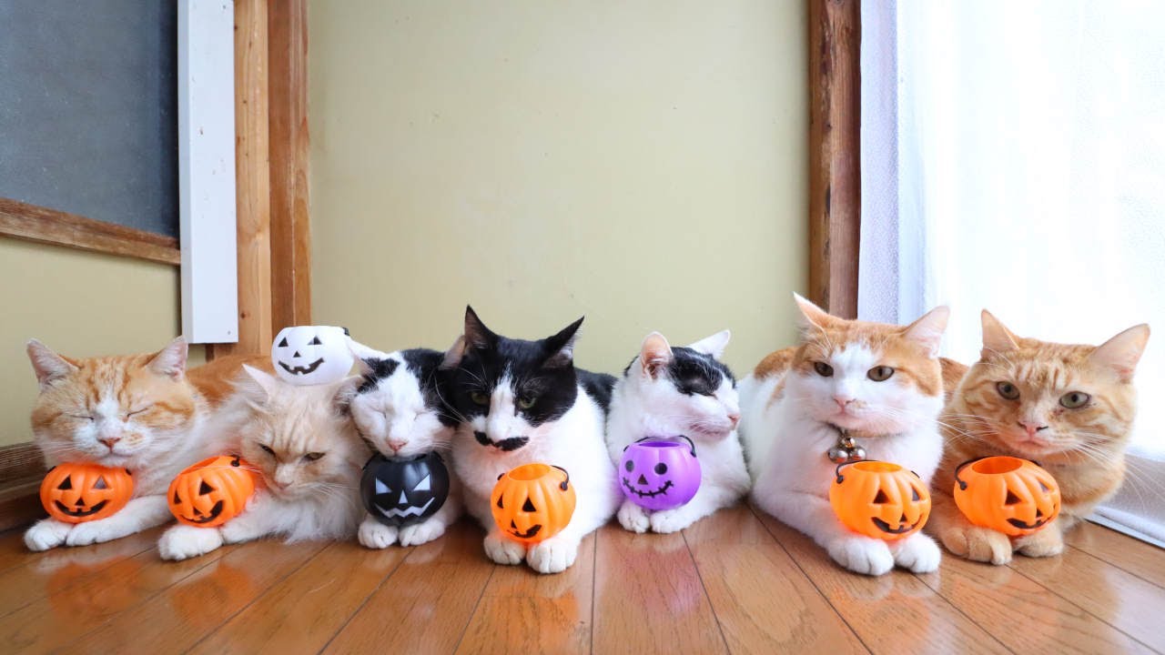ハロウィンのせ猫 Halloween 221026 - YouTube