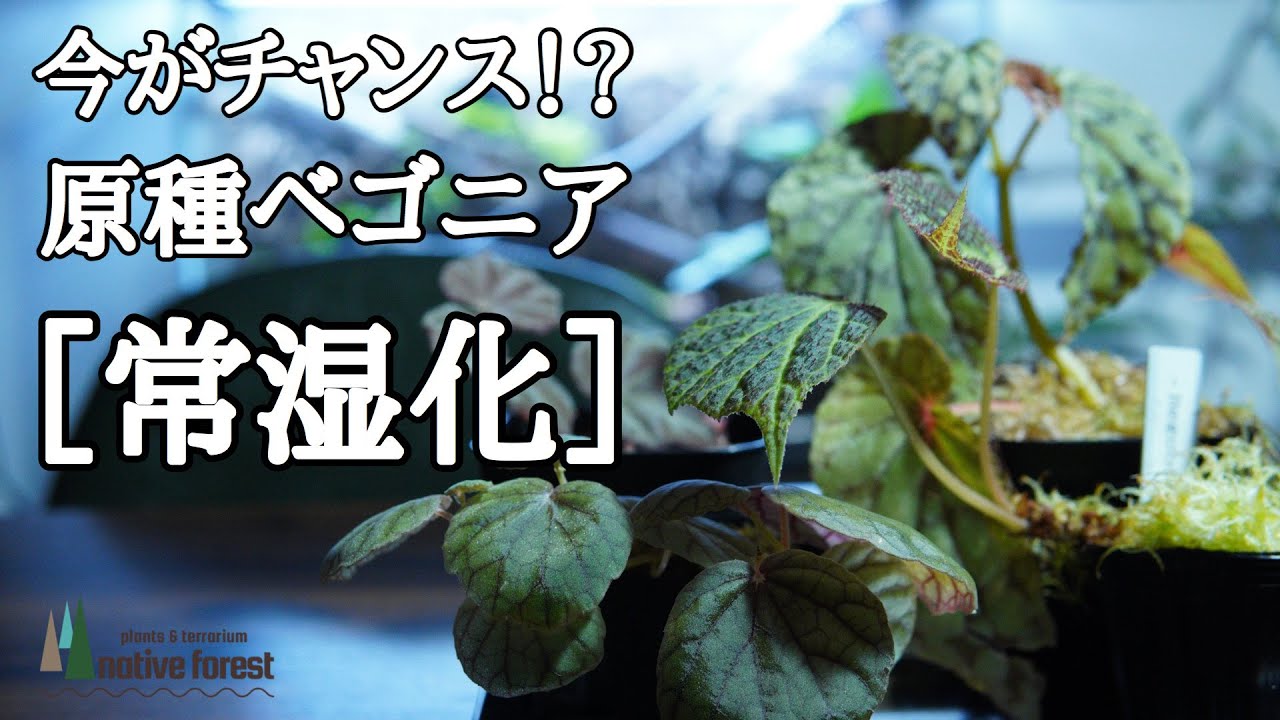 ベゴニアsp テムユク