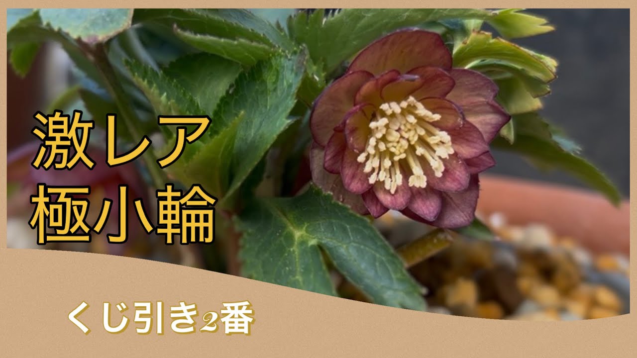 くじ引き2番！大木ナーセリークリスマスローズ即売会トラックス