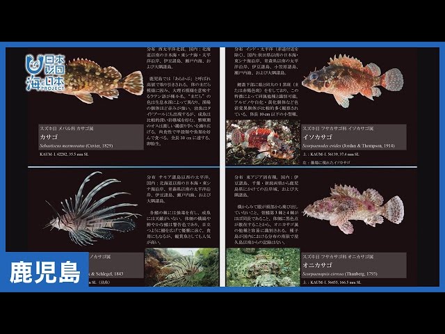 19 磯へGO！目の前の海の魚まるごと図鑑｜海と日本PROJECT in 鹿児島
