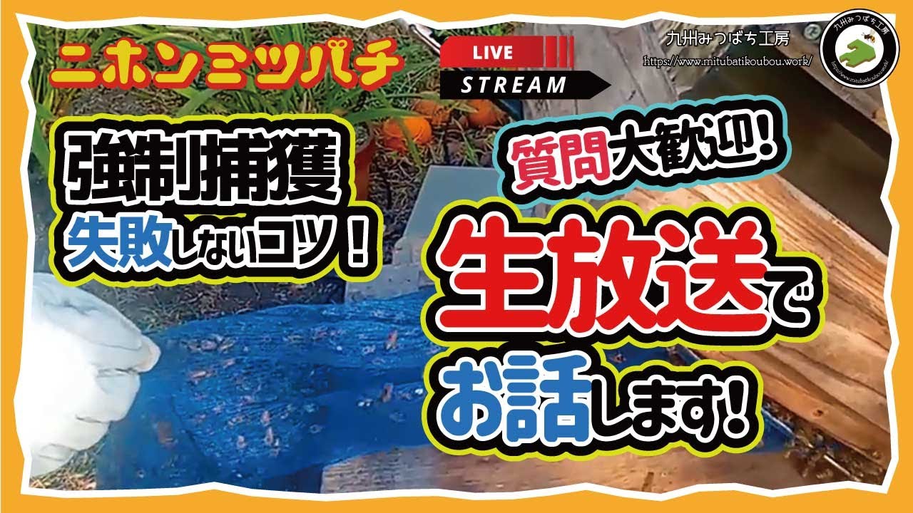 ライブ配信】ミツバチ分蜂群の強制捕獲！「失敗しないコツ＆質問OK