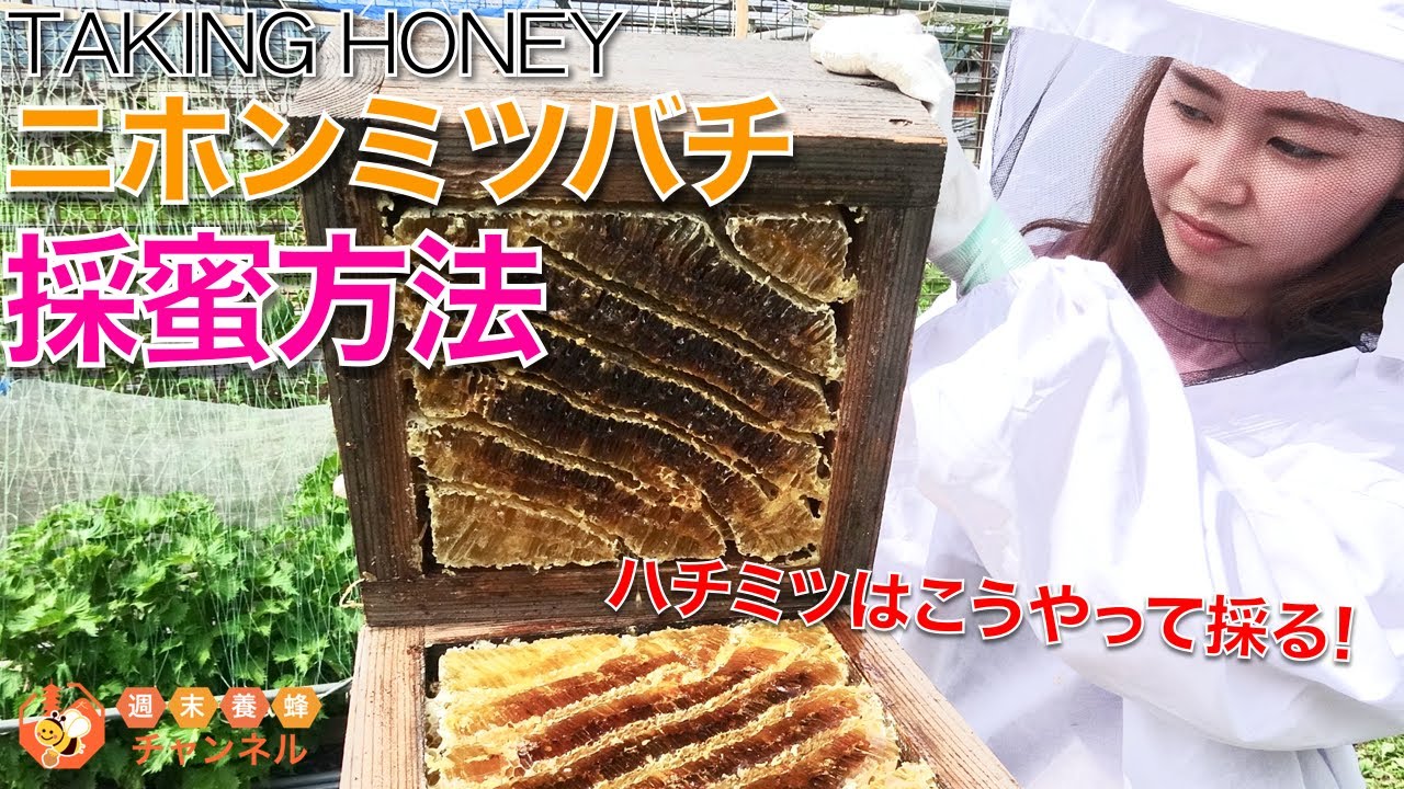 ニホンミツバチの採蜜に必要な道具｜みつばち先生🐝｜みつばち先生
