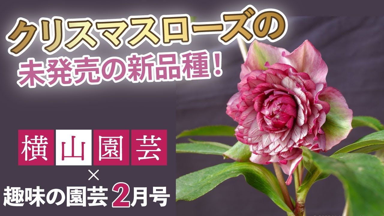 クリスマスローズの新品種を公開！（販売は数年先） 育種家横山さんも