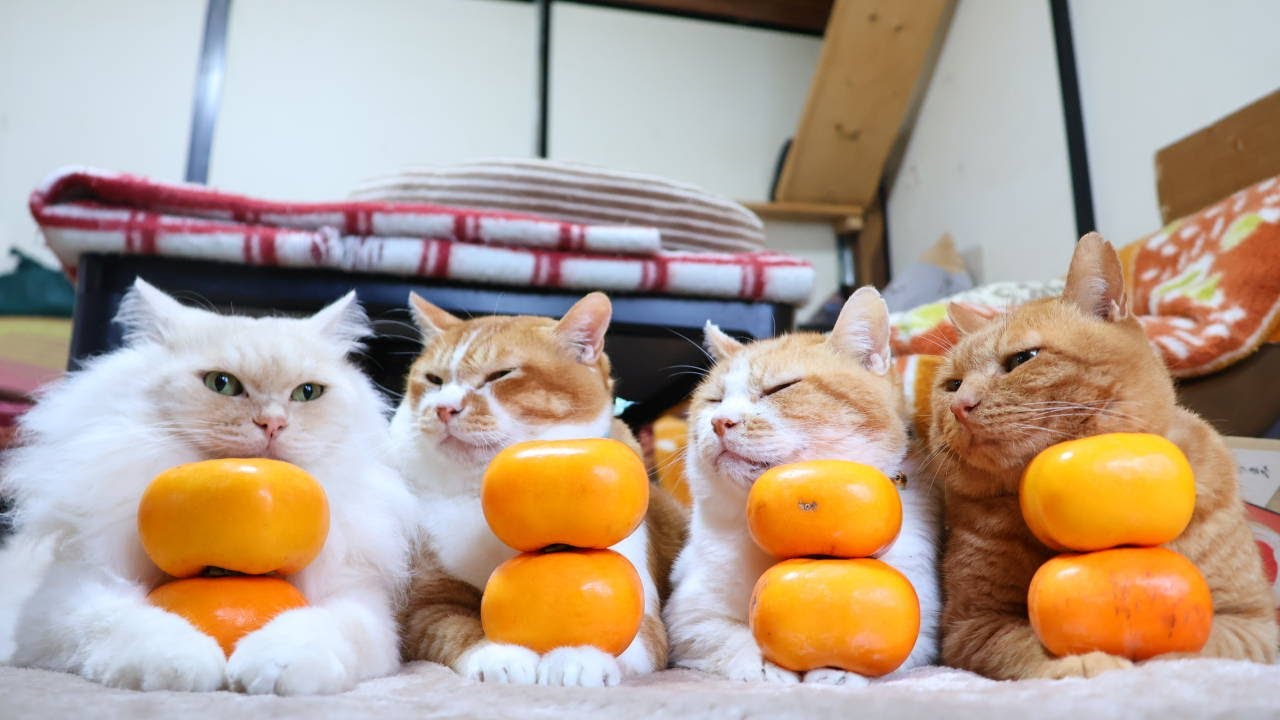 甘柿 のせ猫 251213 - YouTube