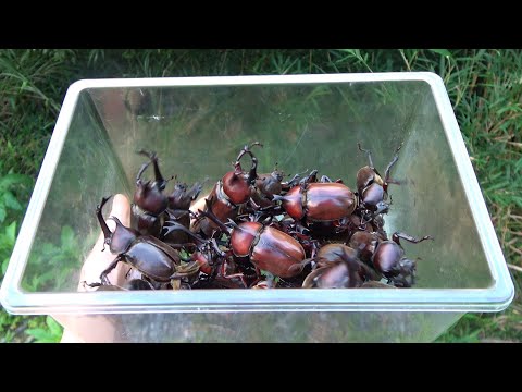 An easy way to catch rhinoceros beetles - YouTube