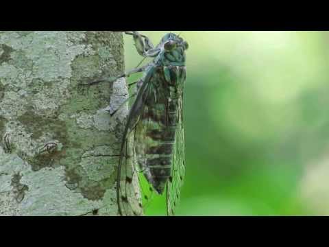 オオシマゼミ - YouTube