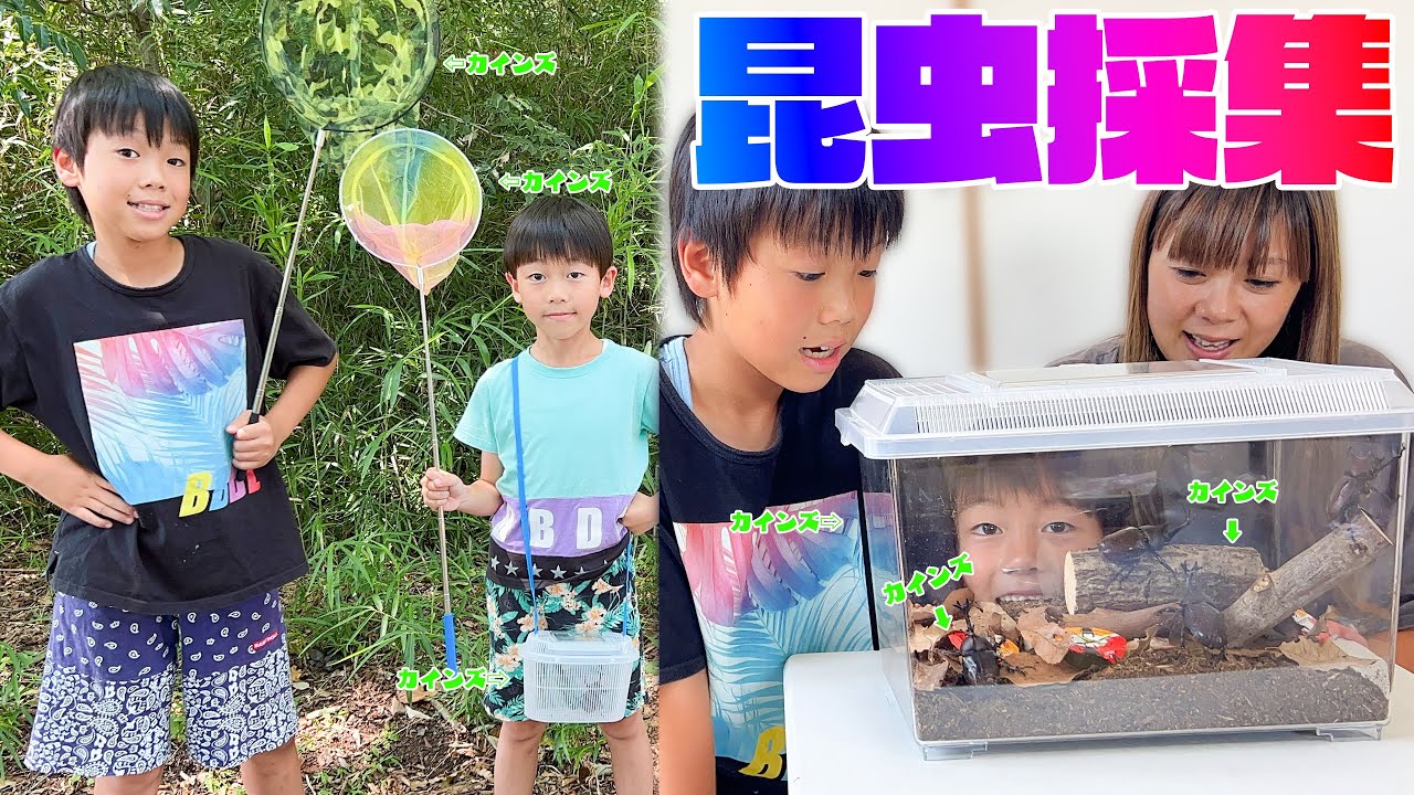 寸劇】夏休みの自由研究！カブトムシを飼育するぞ！【昆虫採集】 - YouTube