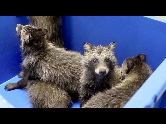 タヌキの赤ちゃん5匹保護 おびひろ動物園ですくすく - YouTube