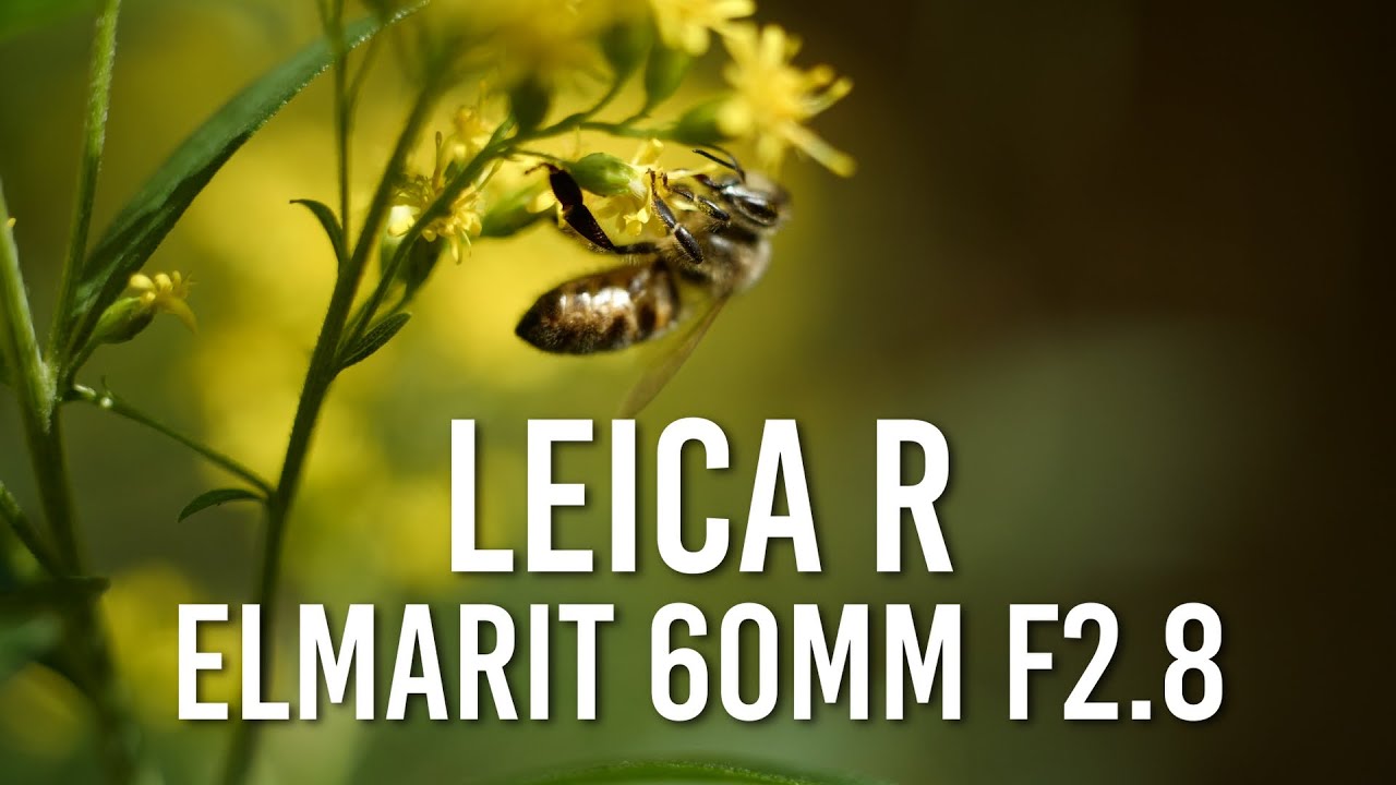 Leica R 60mm F2.8 Macro - My best macro lens with Panasonic Lumix