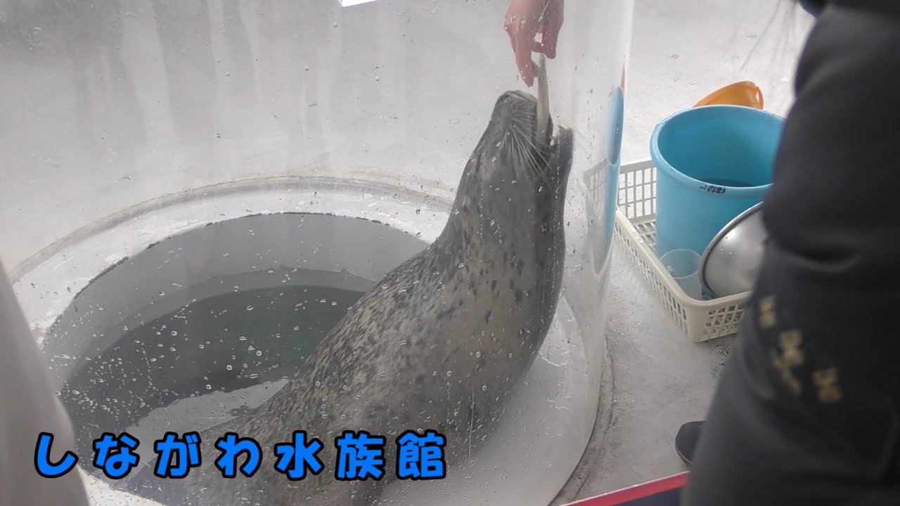 しながわ水族館】アザラシのエサやり体験 - YouTube