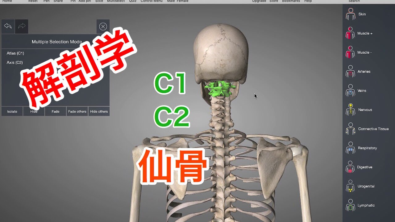Bone Anatomy: Atlas, Axis, and Sacrum - YouTube