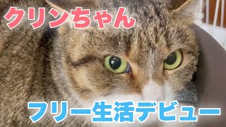 A former stray cat who had given birth was released from its cage