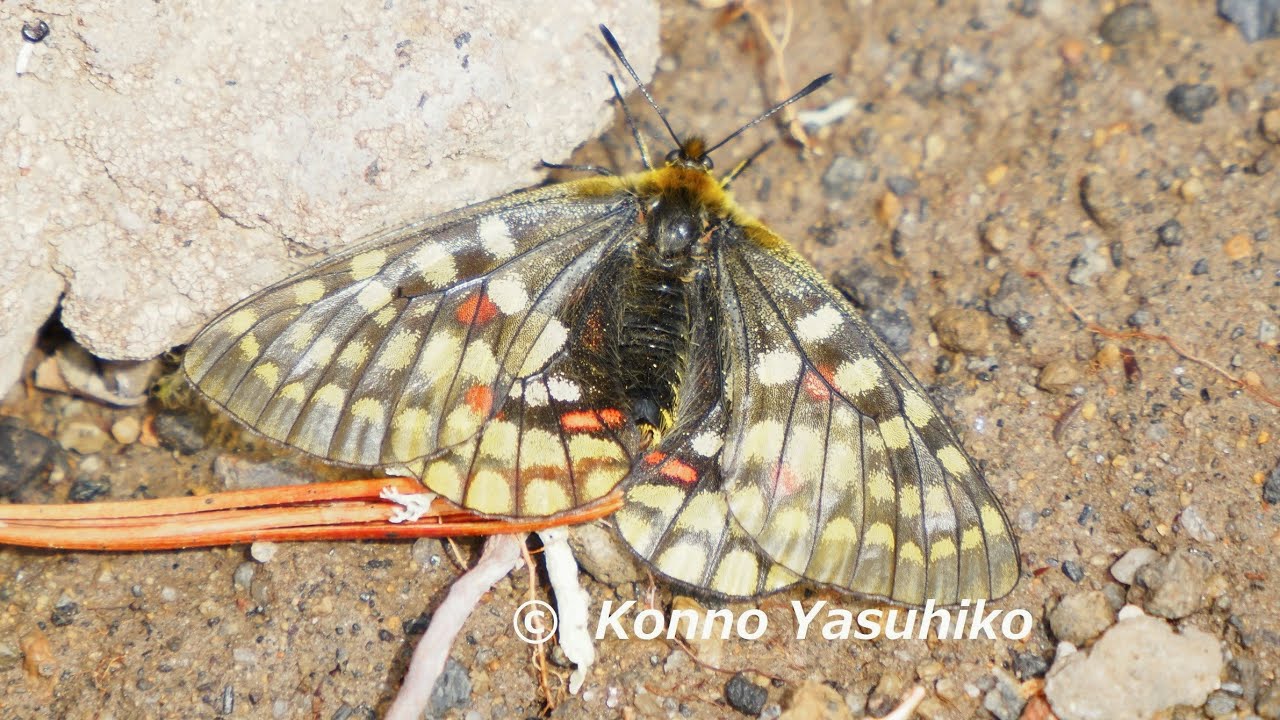 ウスバキチョウ 日本では大雪山だけに生息する高山蝶 - YouTube
