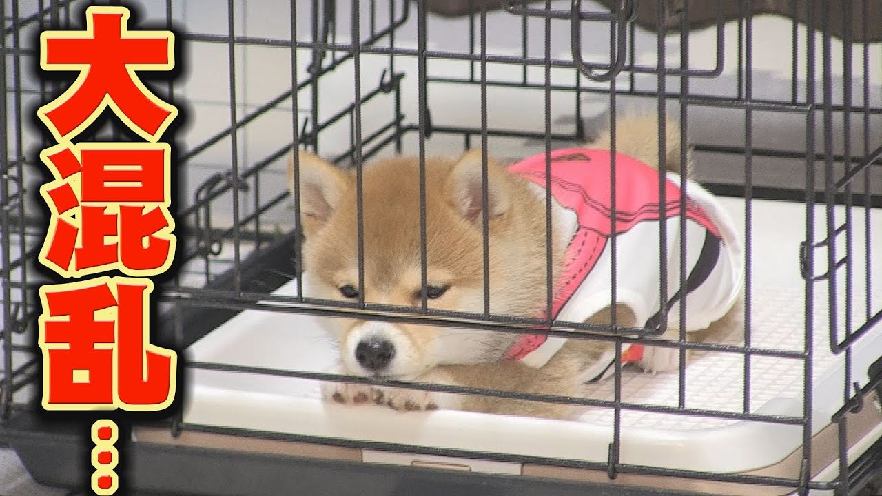 The first time the three siblings ate together, something