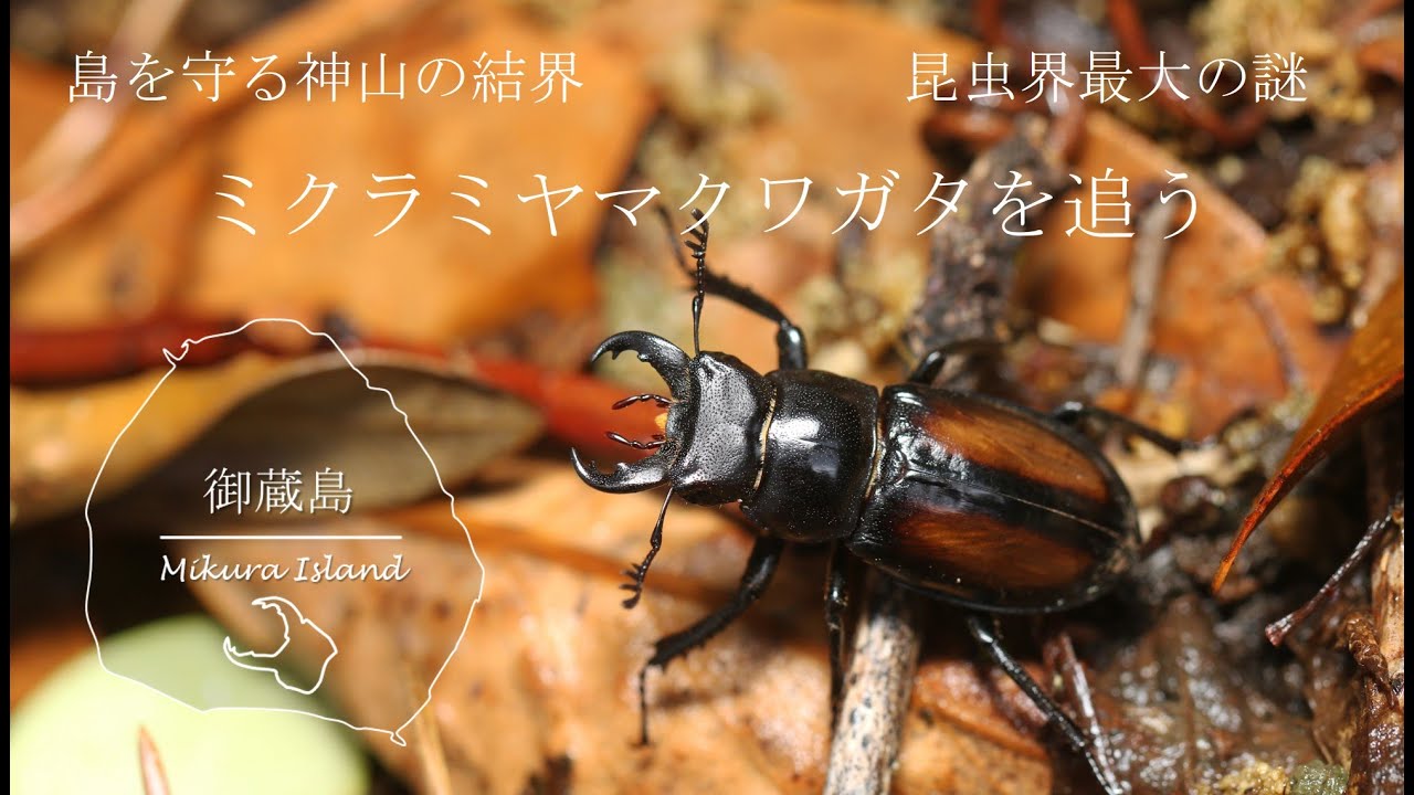 昆虫界最大の謎を追って！豪雨直後の奇跡 ～ミクラミヤマクワガタ