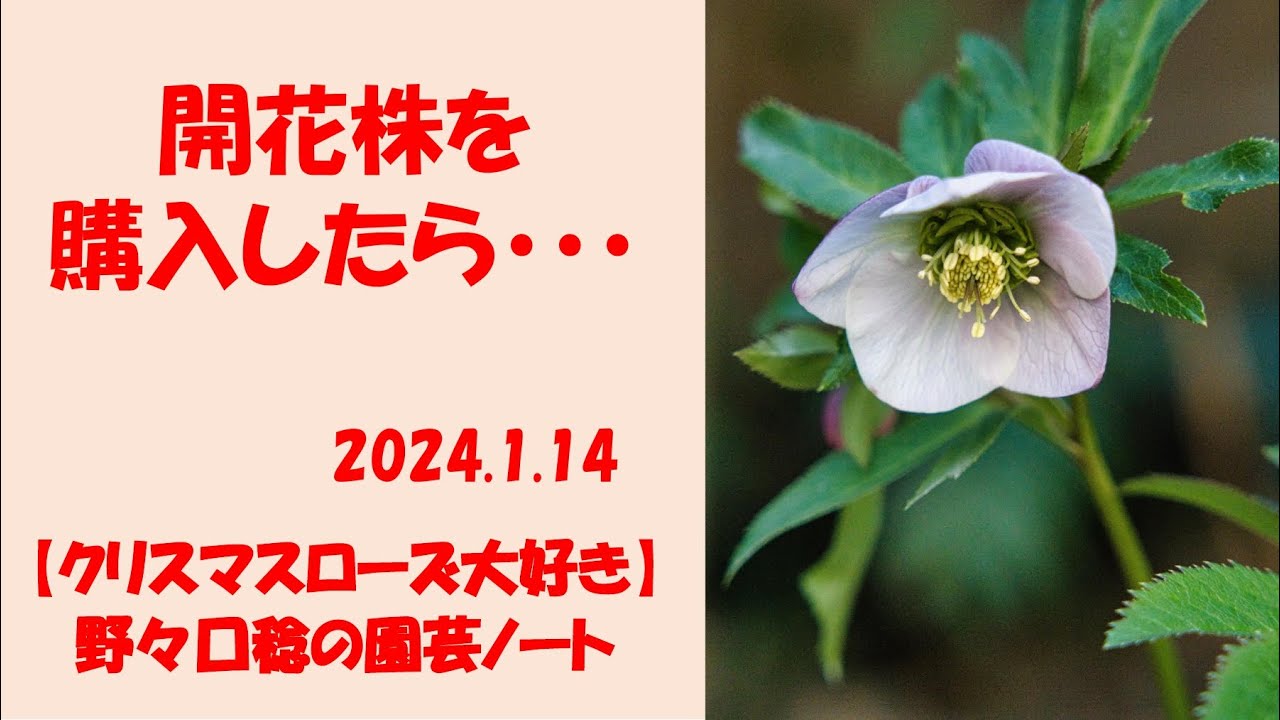 2024.1.14 開花株を購入したら・・・ - YouTube