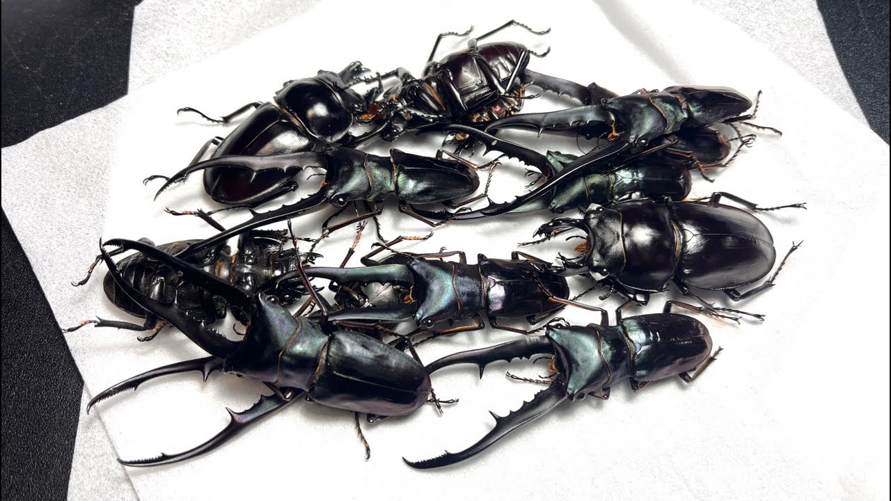 ひたすら標本ライブ - YouTube