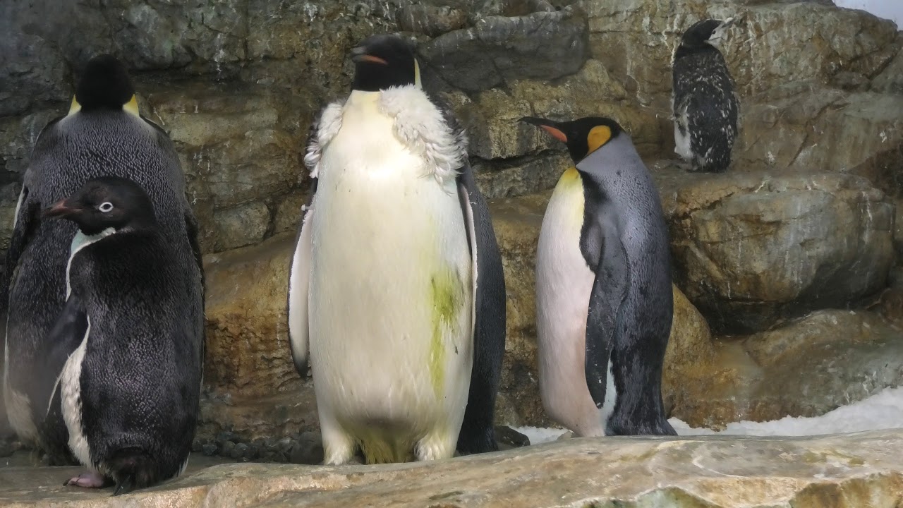 Emperor penguin & King penguin (ADVENTURE WORLD, Wakayama, Japan
