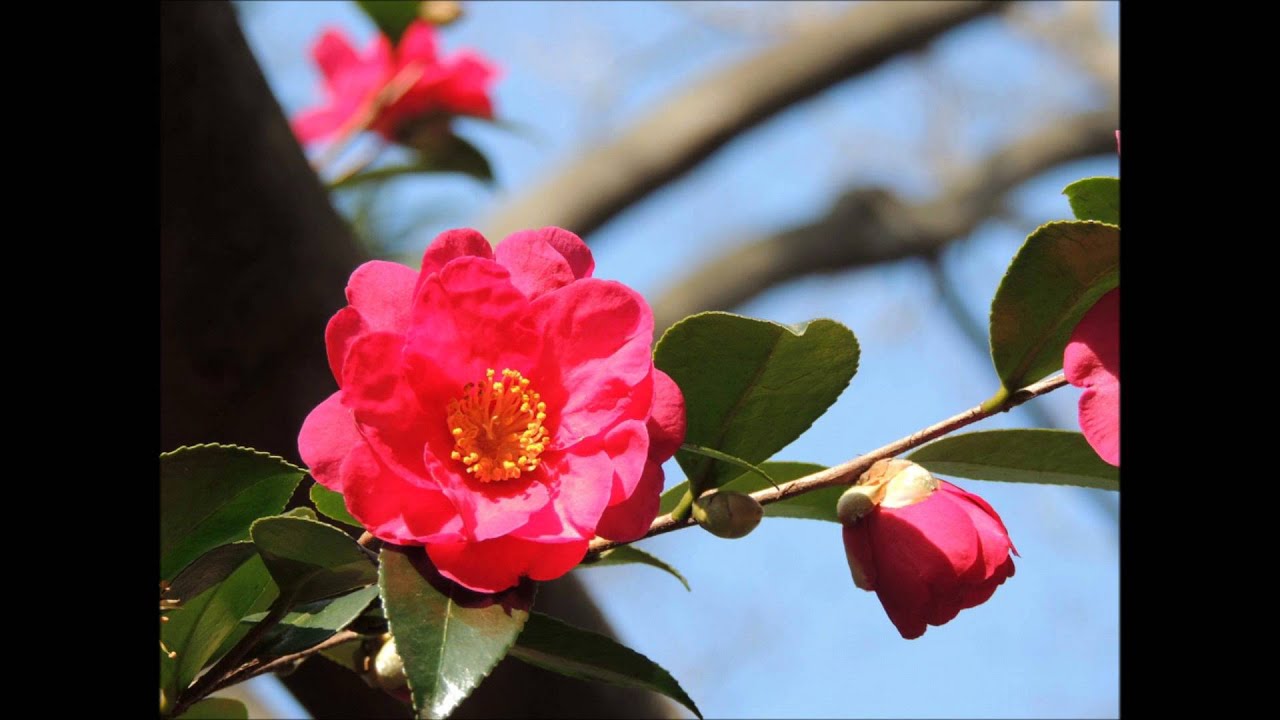 J.シュトラウスII世: ワルツ 「美しく青きドナウ」 Op.314［ナクソス