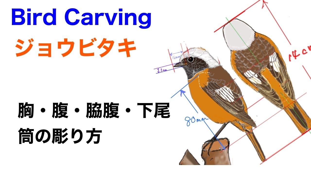 バードカービング（Birdcarving）ジョウビタキ4 （胸・腹・脇腹・下尾