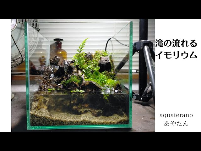 20㌢キューブで作る滝の流れるイモリウム アクアテラリウム - YouTube