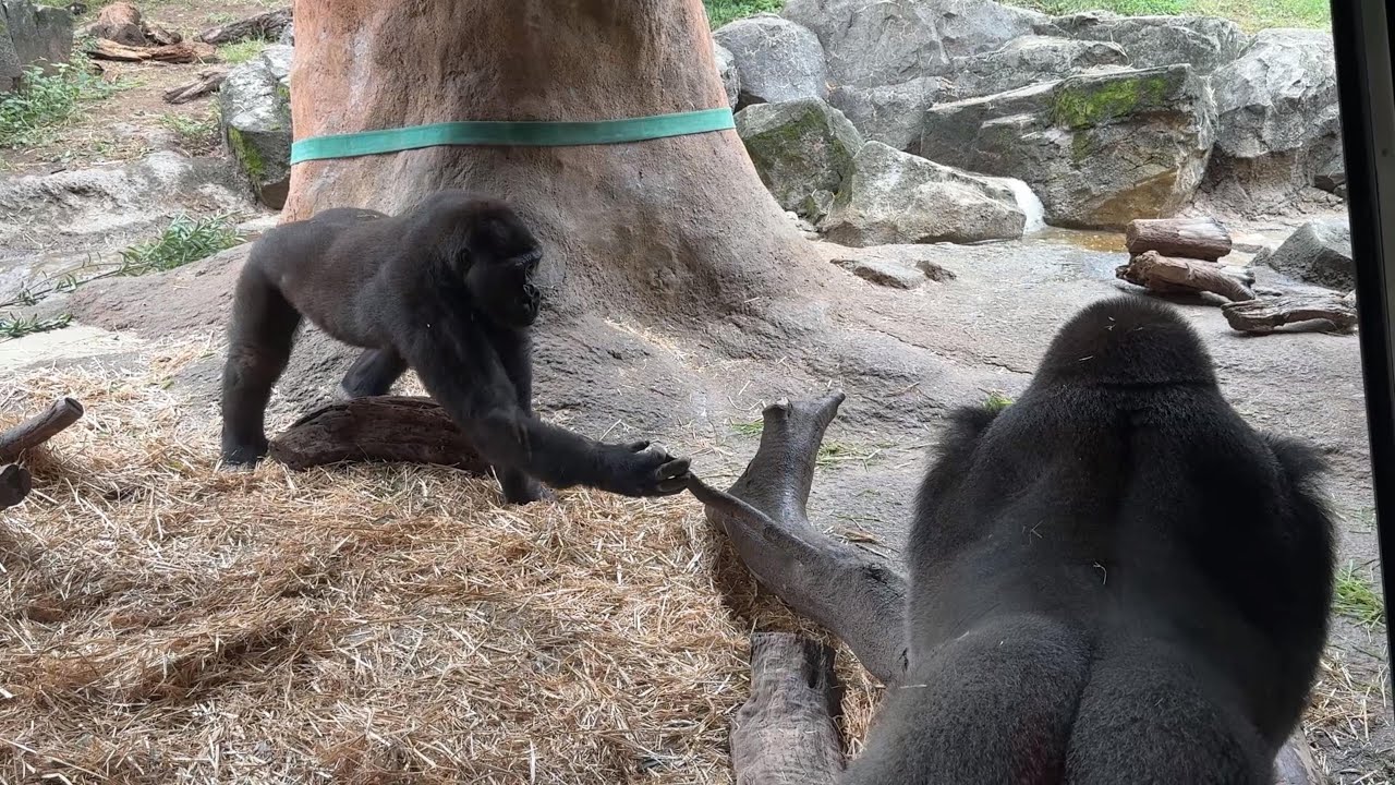 遊んでほしくてかまってちゃんのリキくん【‎2025年‎10月15日】【上野
