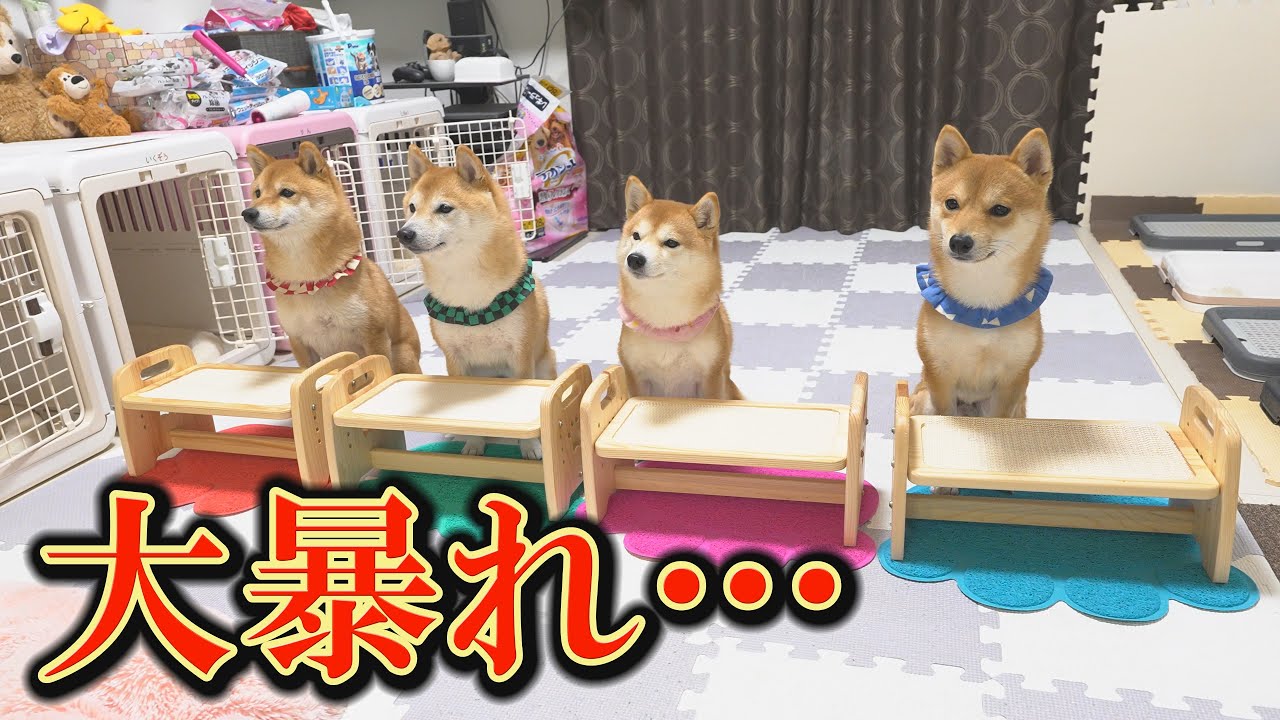 Four Mameshiba siblings go crazy when they smell a certain scent