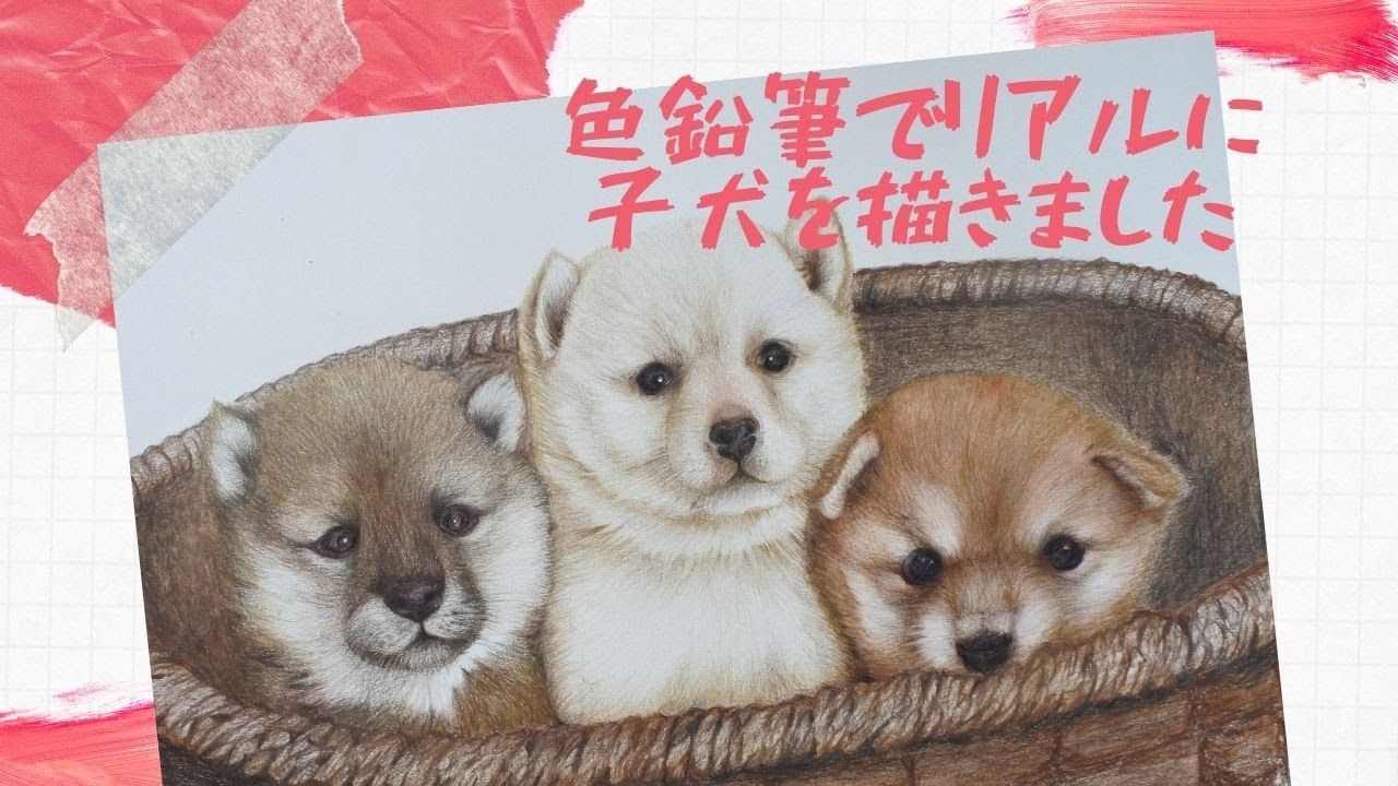 子犬をリアルに色えんぴつで描きました】犬の毛並みを 細かい表現の