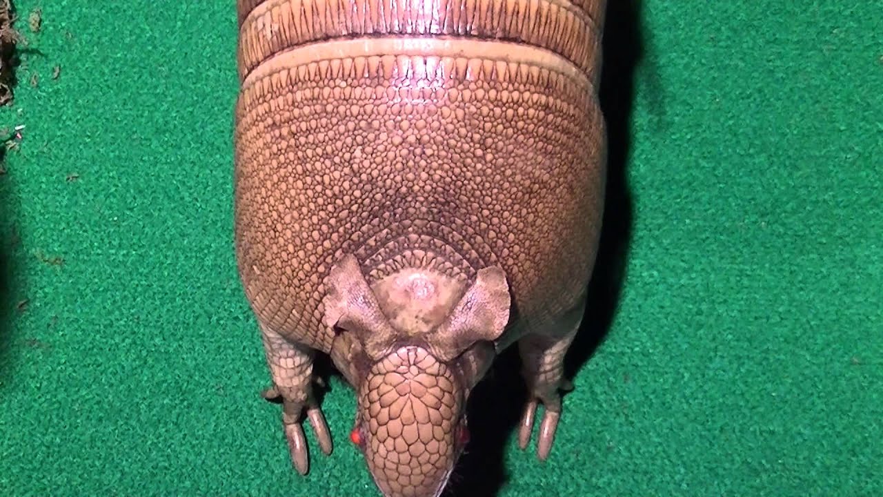 maxresdefault.jpg?sqp=-