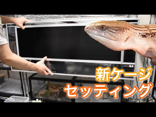アオジタちゃんを広くてカッコいいケージにお引越し！ - YouTube