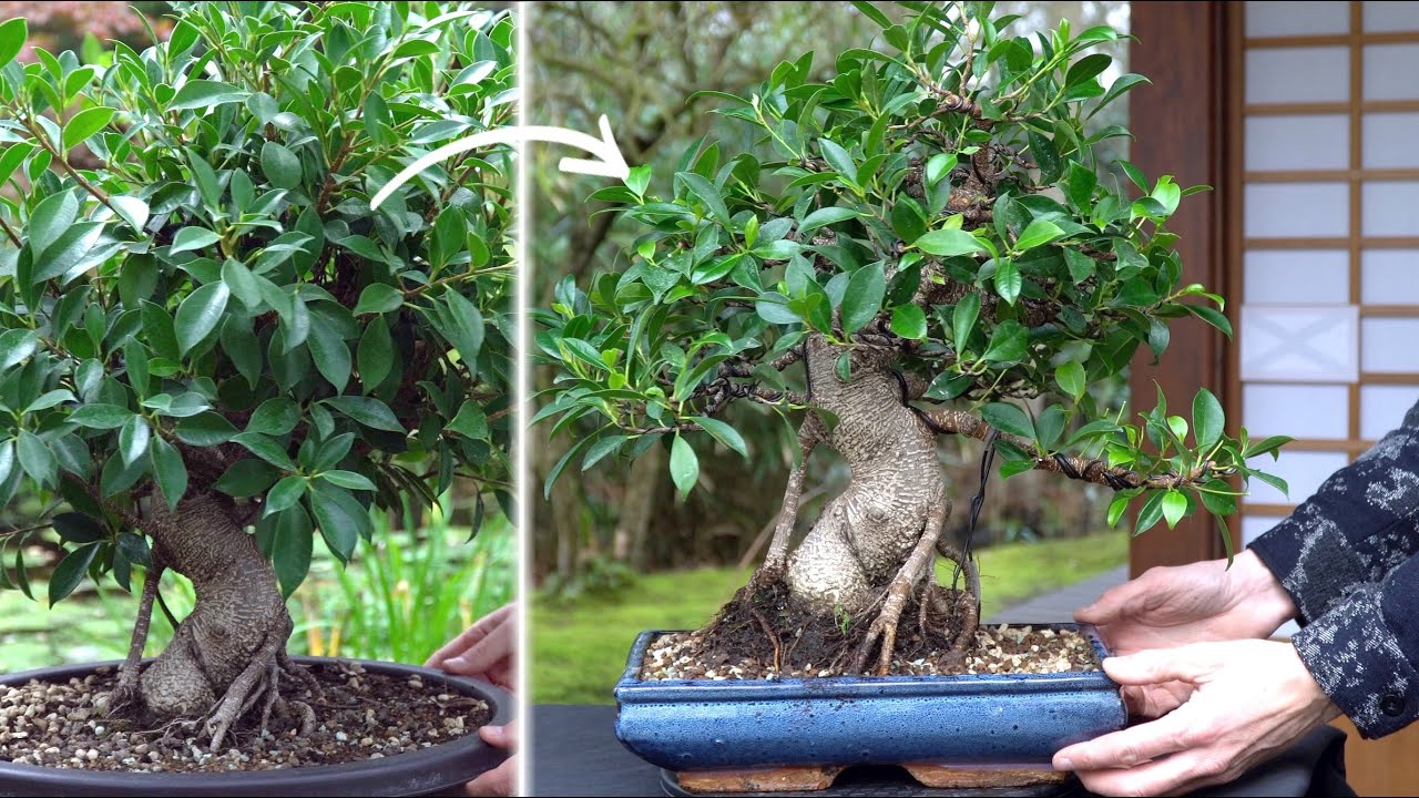 Drastic Transformation of S-Shape Ficus Microcarpa Tigerbark - YouTube