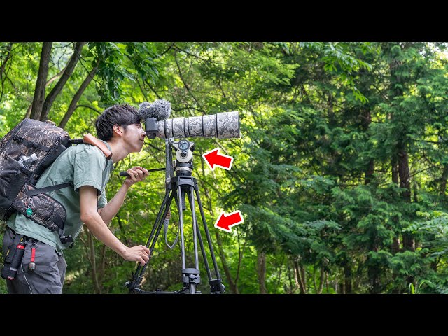 End of the Swamp] Introducing the Best Head and Tripod I Seriously