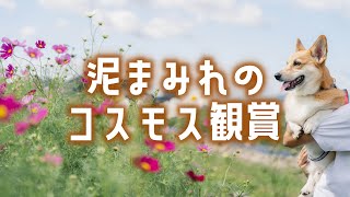 咲き誇るコスモス！ 青空のもと朝のお散歩に出かけるコーギー♪｜いぬ