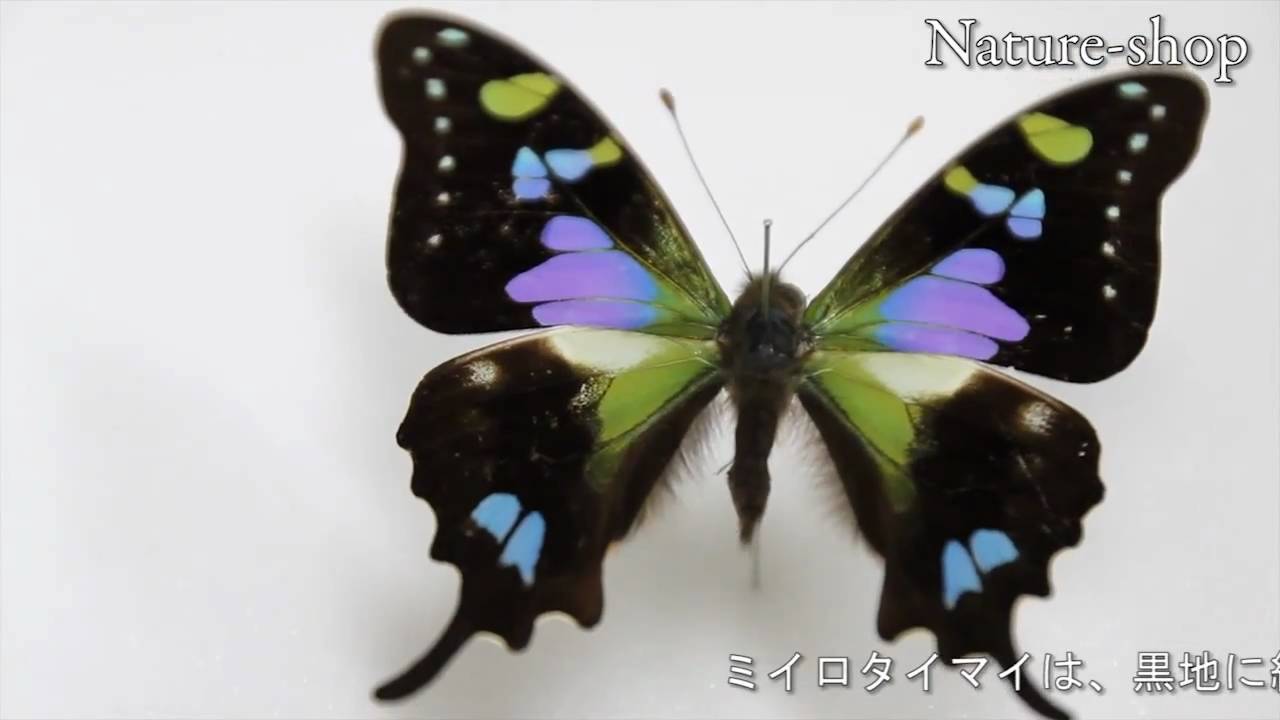 ミイロタイマイ｜Graphium weiskei｜蝶の標本販売専門サイト「Nature