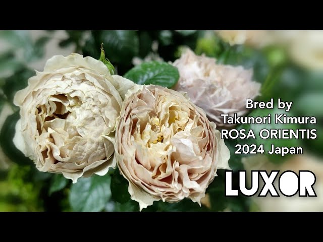 LUXOR ROSE plant by Takunori Kimura ROSA ORIENTIS 2024 Japan バラ