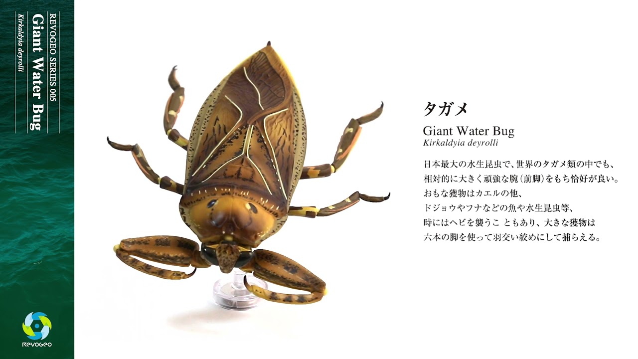 RG005 リボジオ タガメ｜リボジオ｜海洋堂