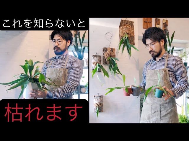 No mistakes!? Dividing and boarding staghorn ferns: A beginner's