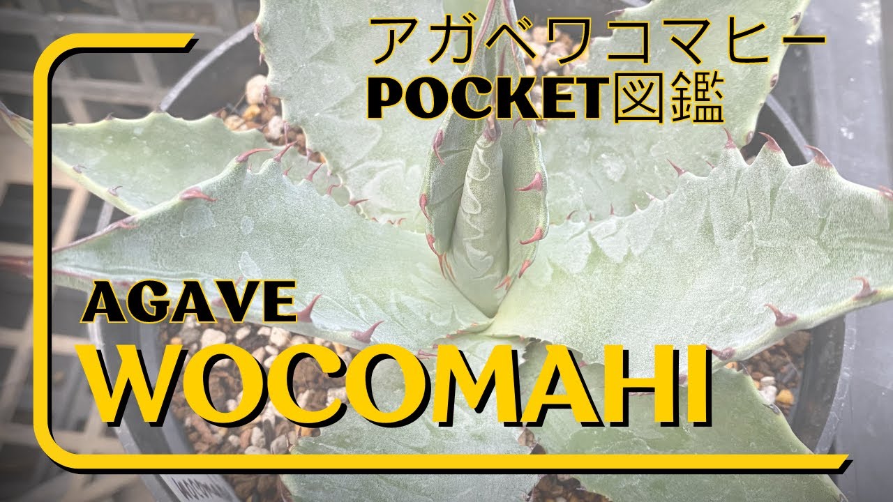 珍】アガベ、ワコマヒーの簡単品種紹介です。 - YouTube