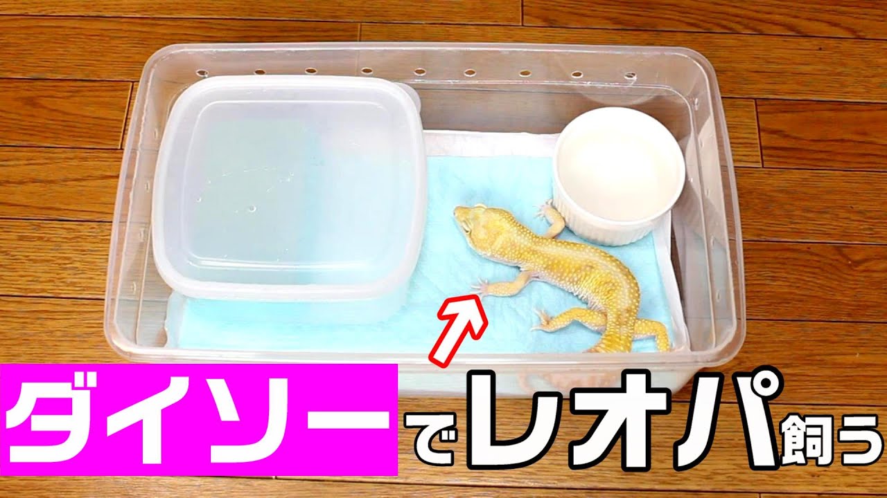 100均】ダイソーのシューズケースがレオパ飼育に最適すぎる【ダイソー